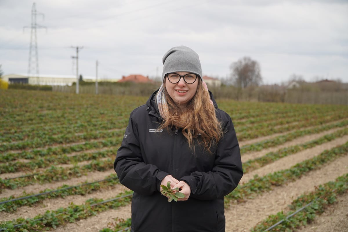 Wizyta na plantacji truskawek – zalecenia i obserwacje